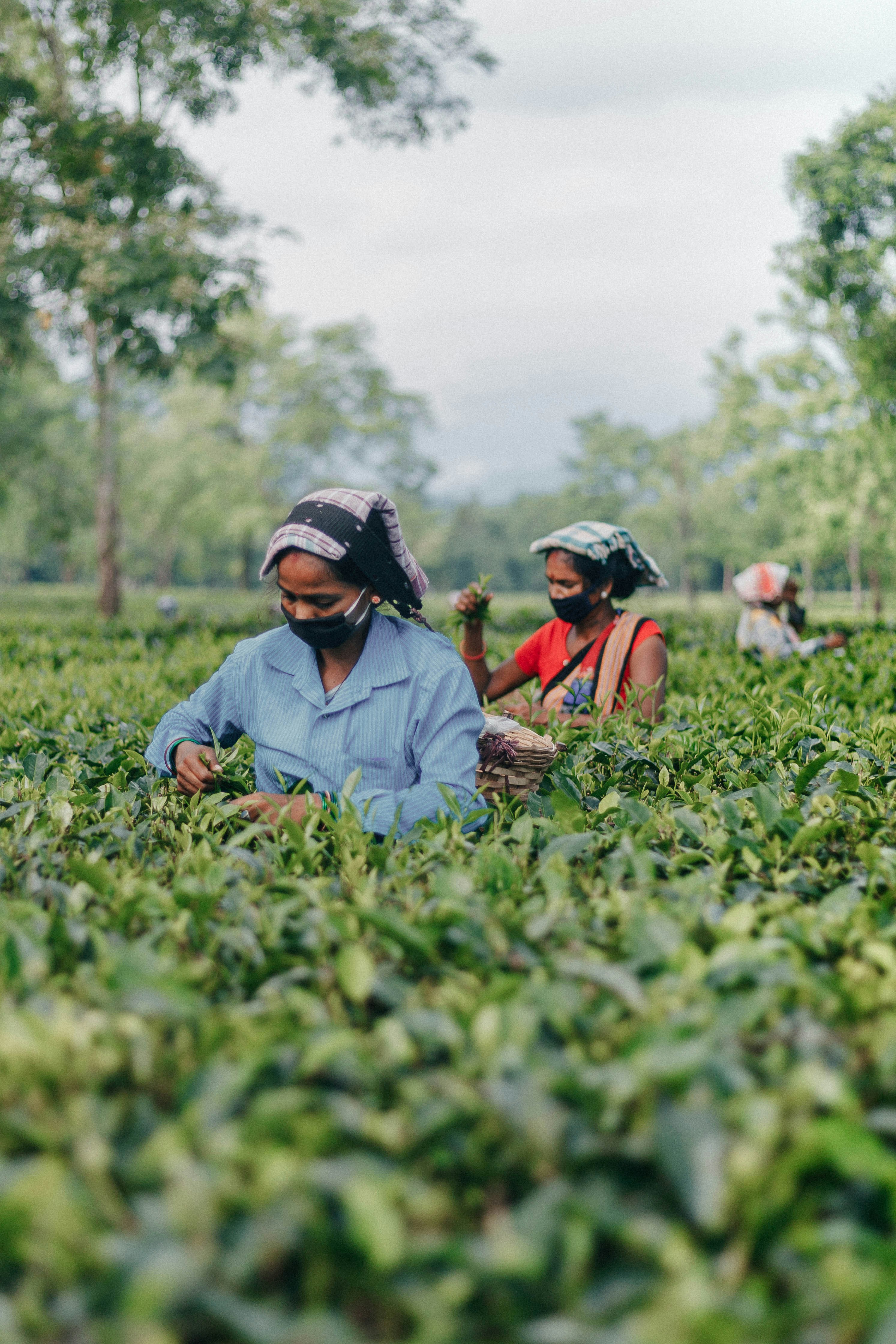 Farm workers among the green hills of Assam