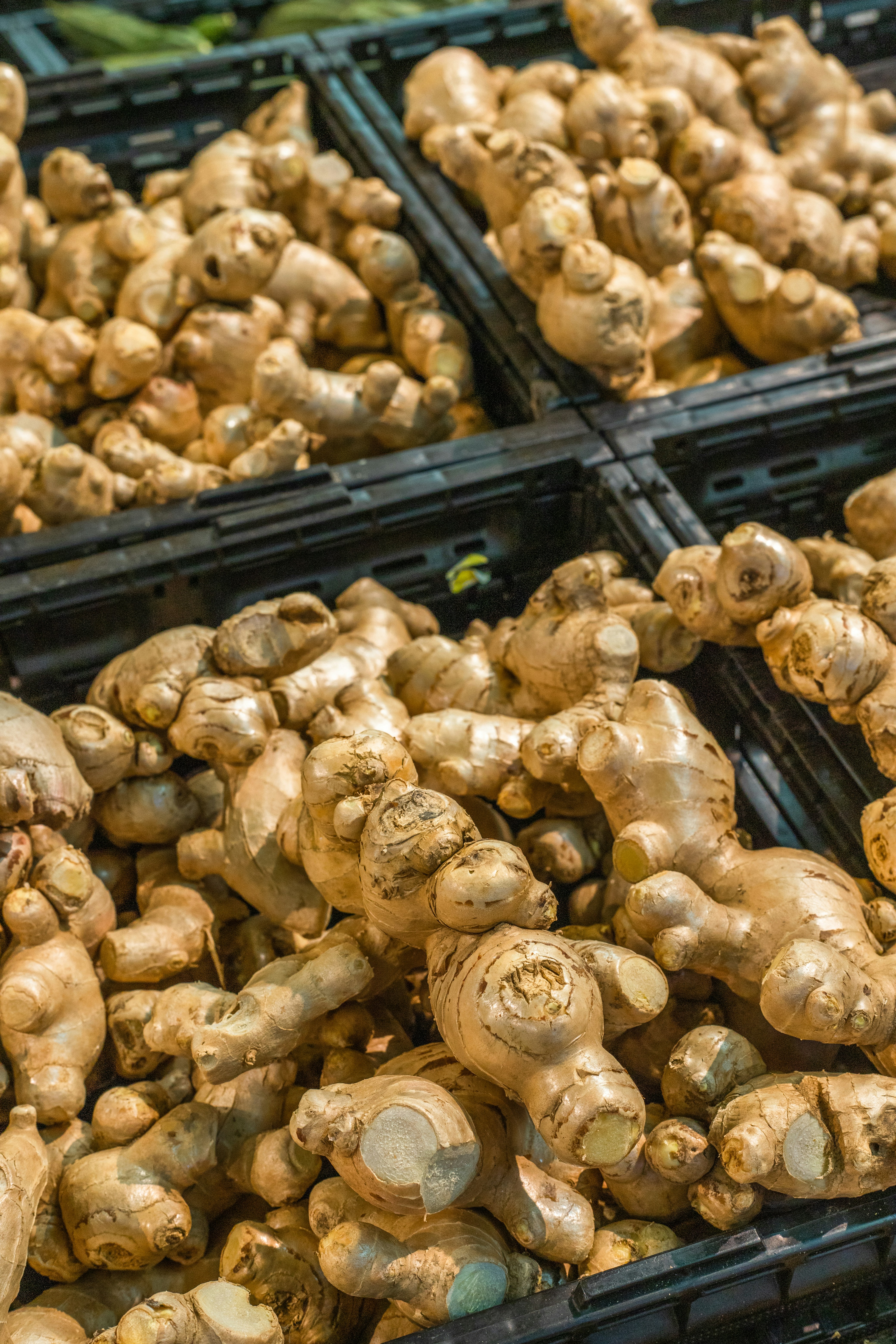 Freshly dug Assam hill ginger
