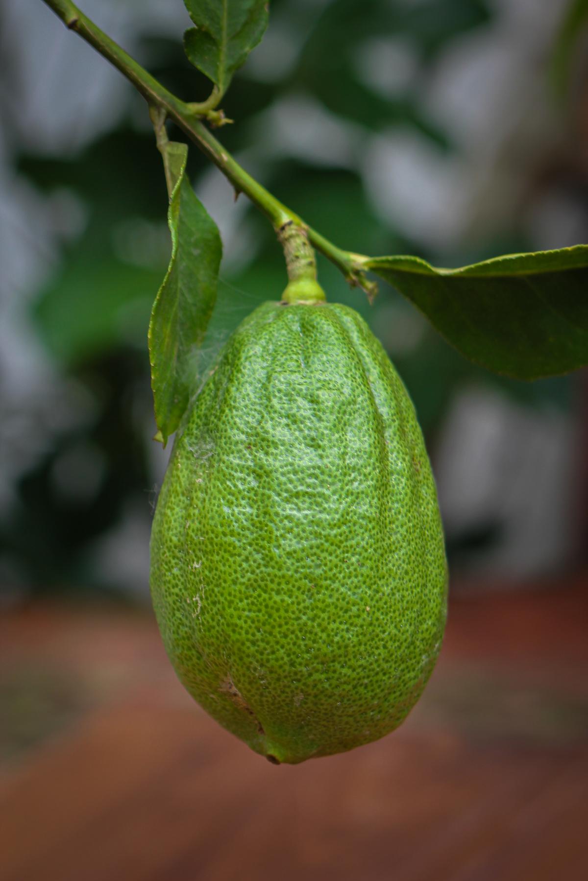 Kaji Nemu, Assam's signature elongated lemon