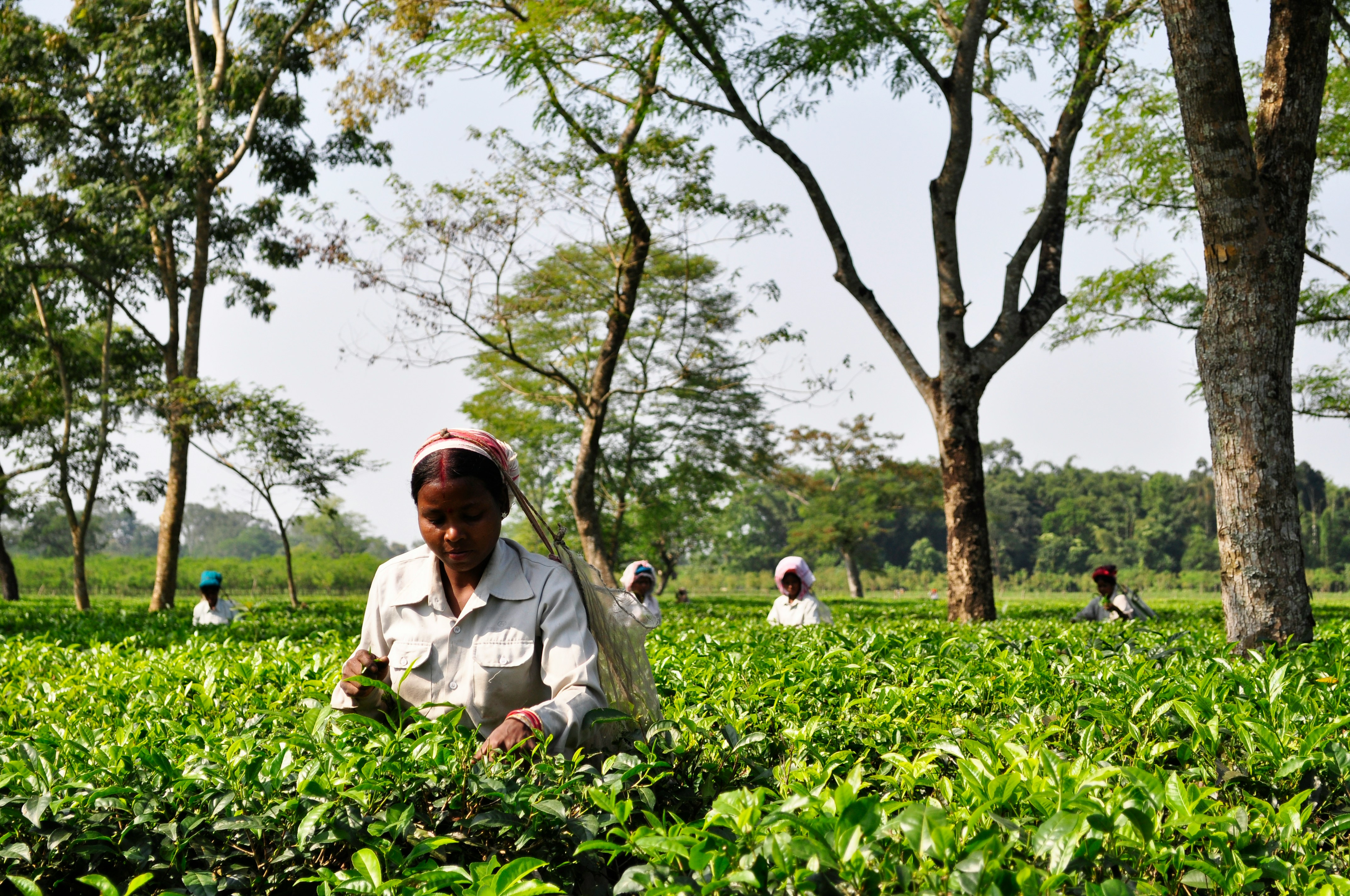 Farmers working the fields of North East India